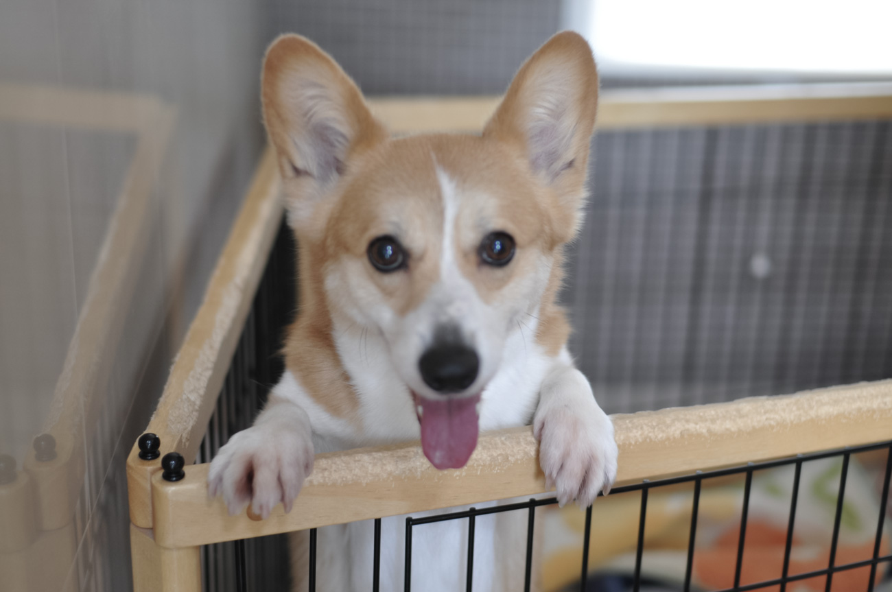 ゲージの中の愛犬の様子