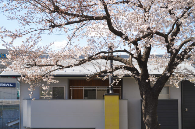 【思い出の桜を残す】入間市豊岡の大樹に寄り添う家づくりの画像