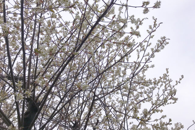 【シンボルツリーにおすすめ：ジューンベリーの花】狭山市 庭づくりの画像