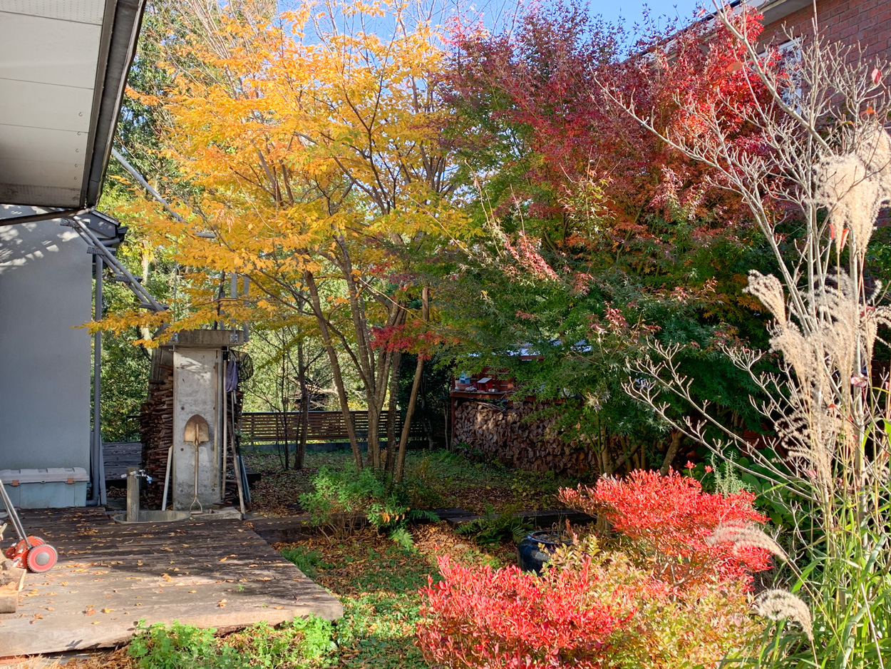 我が家の庭の紅葉 埼玉の家づくり その後家づくり 建築デザイン 住宅設計は 設計事務所 独楽蔵 こまぐら