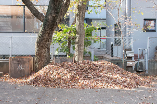 「落ち葉掃き」は風まかせ・・・ （武蔵野の設計事務所の環境）の画像