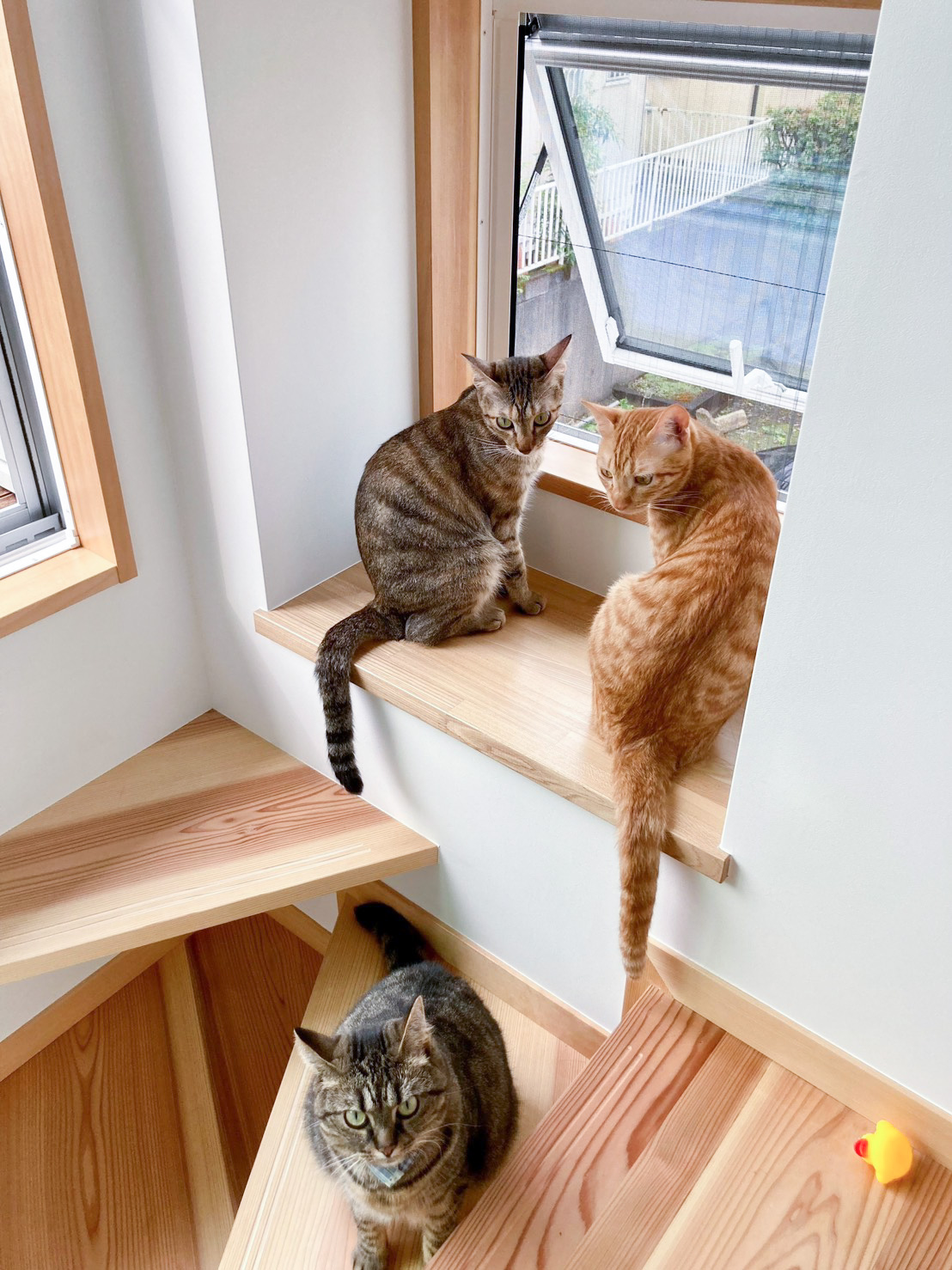杉板の階段でくつろぐ3匹の猫たち