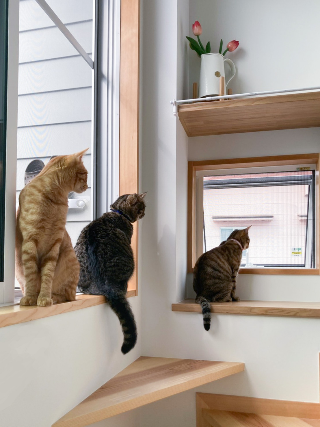 杉板（無垢材）の階段でく外を眺める猫たち