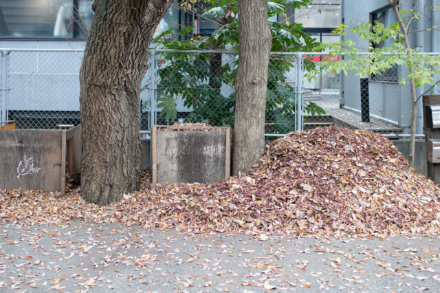 【庭の落ち葉で「落ち葉堆肥」を作って有効活用】設計事務所アトリエの環境の画像