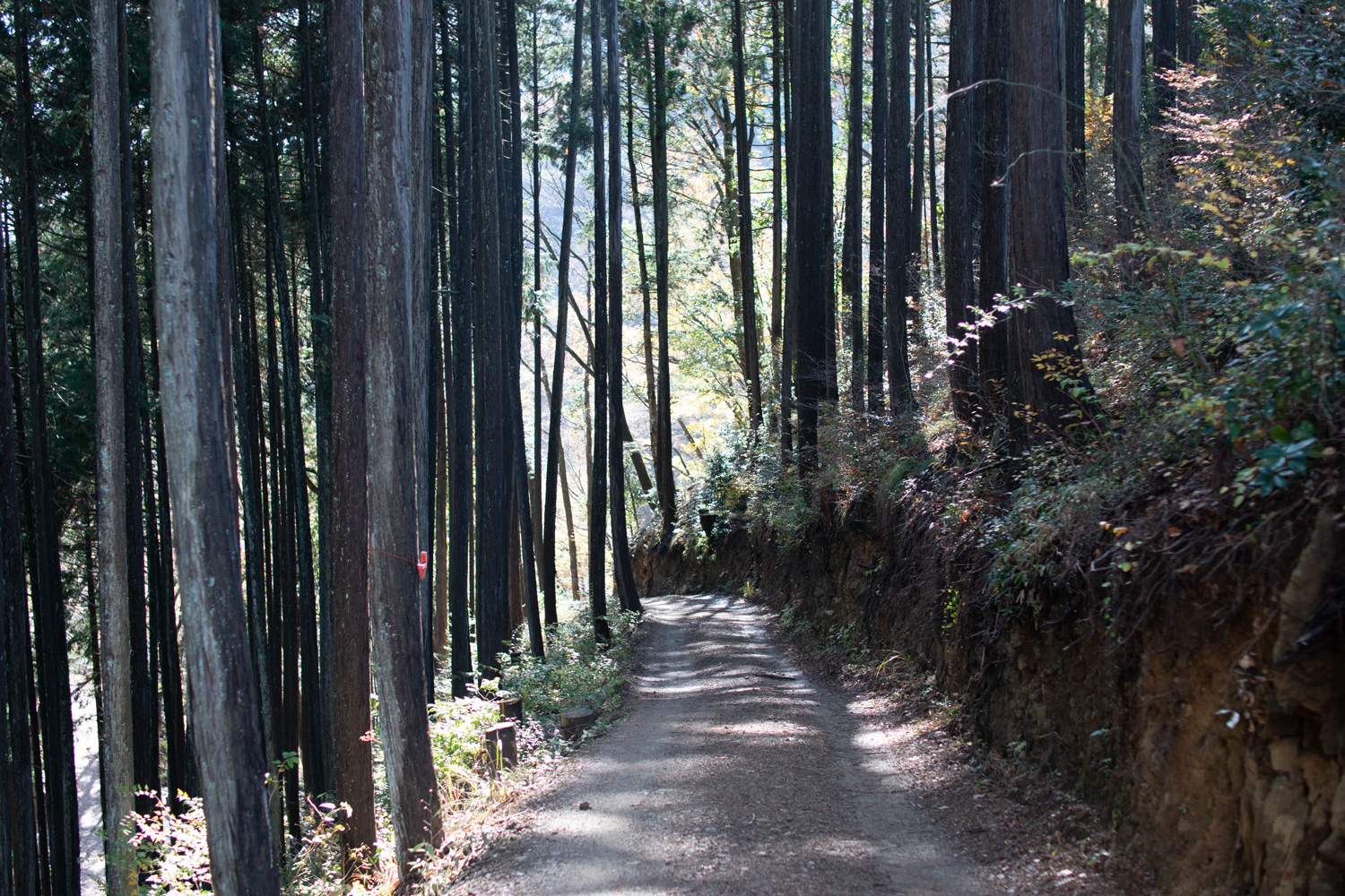 植林された杉や檜など針葉樹が育てられている人工林につくった作業道路