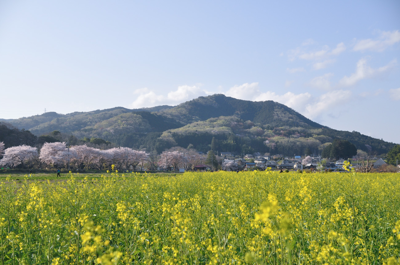 日和田山と桜＆菜の花