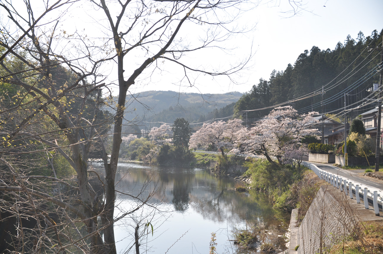 高麗川沿いの桜の風景
