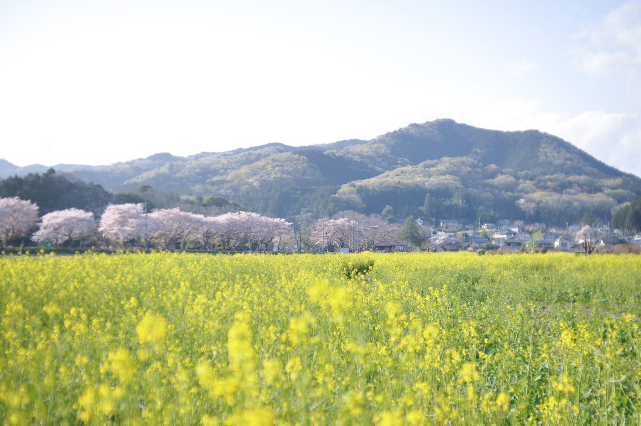 日和田山と桜＆菜の花