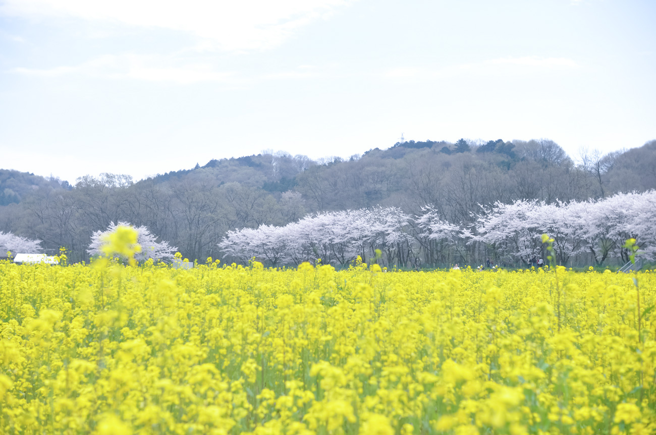 巾着田の桜と菜の花